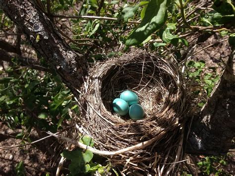 Robin Egg Identification (Determine if it's an American Robin egg in 3 ...