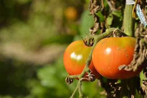 Vegetables Tomato A Free Photo On Pixabay