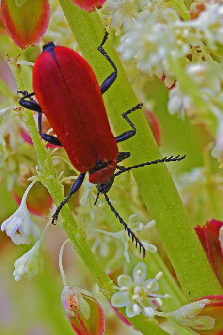 Photos de la flore et de la faune rencontrées à Culles les roches intra