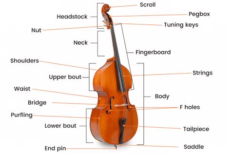 Double Bass Instrument