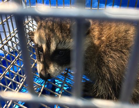 Raccoon Removal Herrington Mi Best Way Animal Removal