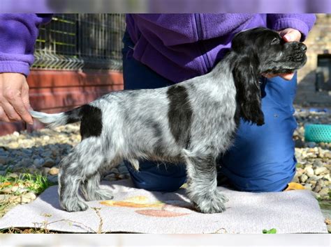 English Cocker Spaniel Kaufen Welpe Aus Moh Cs Deinetierwelt