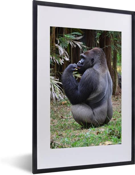 Fotolijst Incl Poster Zijaanzicht Van Een Etende Gorilla X Cm