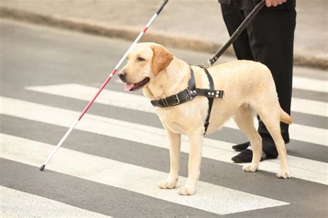 Guide Dog Is Helping A Blind Man Stock Photo Image Of Animal Love