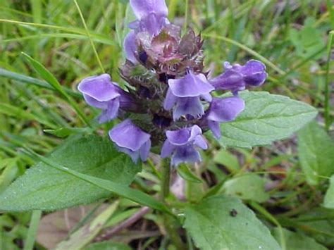 Self Heal Herb Uses, Side Effects and Health Benefits