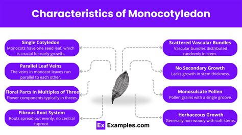 Monocotyledon - Definition, Examples, Characteristics & Life cycle