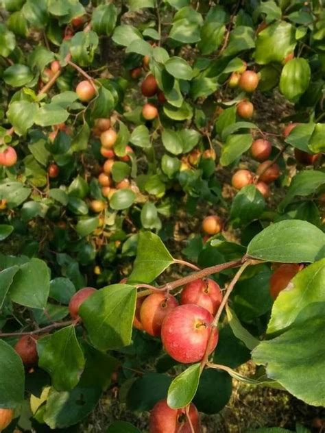 Full Sun Exposure Red Ball Sundari Apple Ber Plant For Fruits At Rs