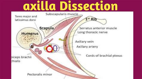 Axillary Dissection Anatomy Axillaanatomy Youtube