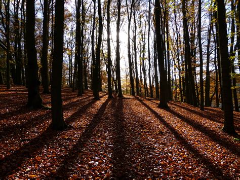 Wallpaper Sunlight Trees Landscape Fall Nature Grass Sky