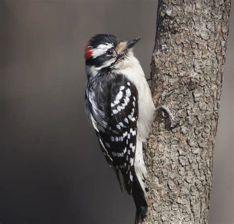 Participate In The Great Backyard Bird Count Feb Princeton