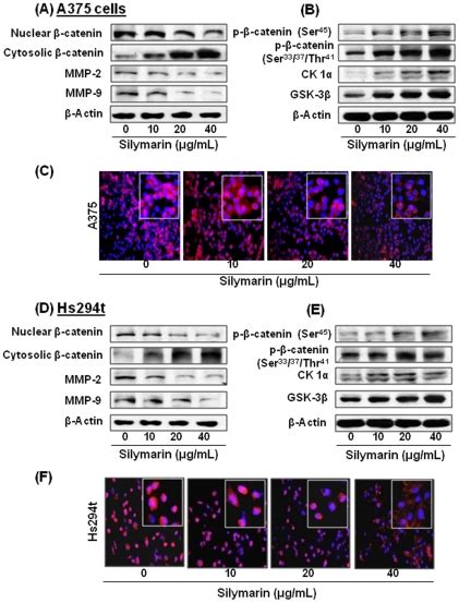 A Effect Of Silymarin On The Cytosolic And Nuclear Accumulation Of