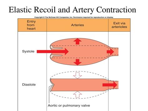 Cardiovascular System Circulation Pathways And Bp Regulation Ppt