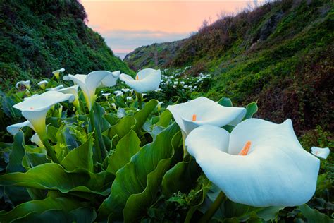 Wild Calla Lilies Garrapata Sp Big Sur Landscape And Rural Photos