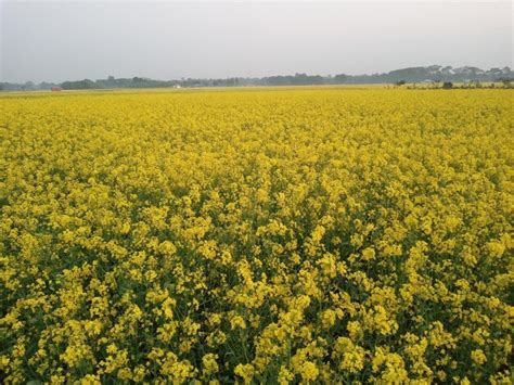 Um Campo De Flores Amarelas Uma Montanha Ao Fundo Foto Premium