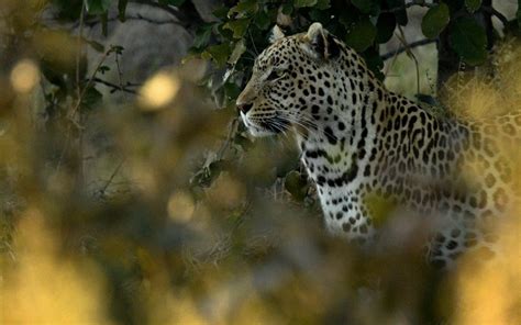 Savuti Leopard Smithsonian Photo Contest Smithsonian Magazine