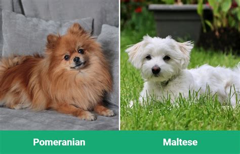 Pomeranian vs Maltese: Key Differences Explained (With Pictures) – Dogster