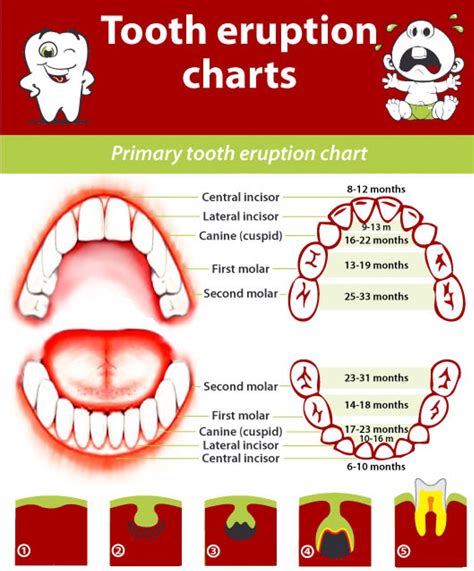 primary  permanent teeth eruption chart mybetterdentists