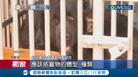 忘關門 害婦人遭藏獒撲咬 飼主遭依過失傷害起訴 愛牠就別丟下牠 特殊寵物 遭棄養恐釀生態危機│【萌寵54來當家】20231008｜三立新聞台 Youtube