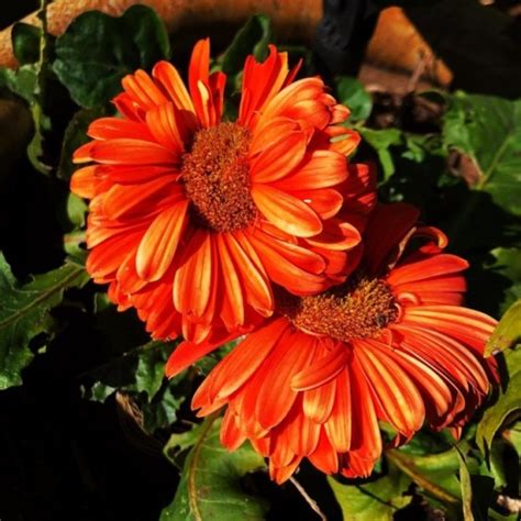 thumbs pro Orange Spring has sprung 2018 at Hacienda Pèrez Garcia