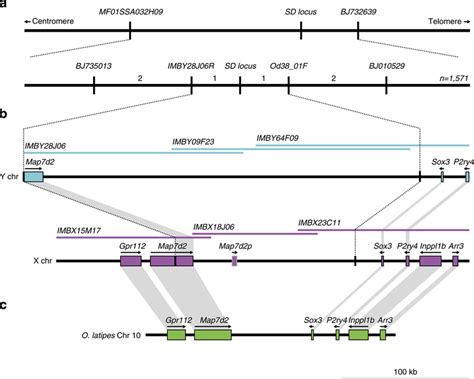 Positional Cloning Of The Sex Determining Locus In O Dancena A Download Scientific Diagram