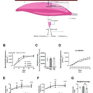 Skeletal Muscle Glucose Uptake In Mice During Treadmill Running A And