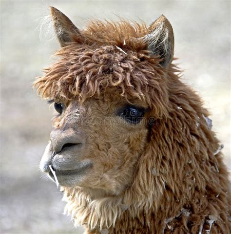 290 Alpaca Free Stock Photos StockFreeImages