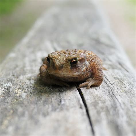 Le Crapaud Commun Nature En Ville Cergy Pontoise