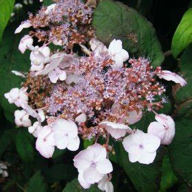 Hydrangea Aspera Mauvette At Loder Plants RH13 6PP