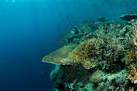 WWF-Australia welcome’s Gov’t’s Coral Triangle Initiative | The Advocate