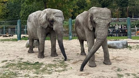 Farvel Til Tanja Og Mai Slut Med Elefanter I Aalborg Zoo Nordjyskedk