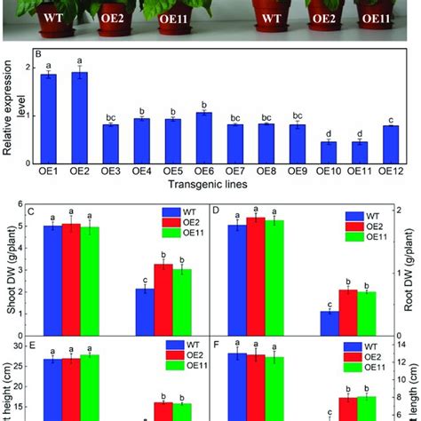 The Growth Phenotype A Shoot Dry Weight B Relative Expression