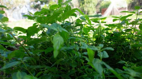 Native Mints Bent Shed Produce