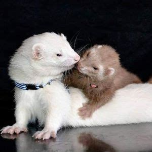 The 6 Best Ferret Breeders in the USA! (2024)