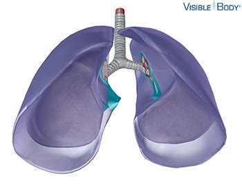 Glossary of the Respiratory System | Learn Respiratory Anatomy