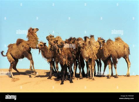 Bactrian Camel (Camelus bactrianus) calves in desert, Gobi Desert ...