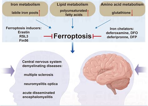 Ferroptosis And Central Nervous System Demyelinating Diseases Qin