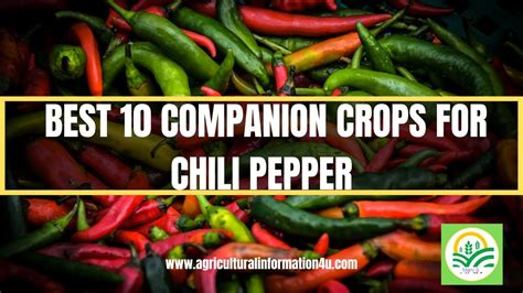 Best 10 Pepper Companion Plants Chili Pepper Companion Crops Pepper