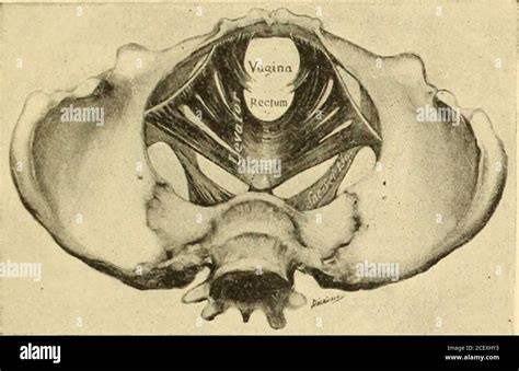 Foramen Sacré Postérieur Banque De Photographies Et Dimages à Haute