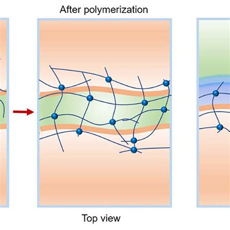 Adhesion Mechanisms Of Bioinspired Adhesives A Mussel Inspired