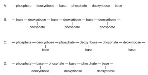IB DP Biology A. Unity and diversity : A1.2 Nucleic acids-FA 2025 ... 