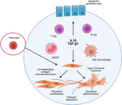 Frontiers Interpreting Immunoregulation In Lung Fibrosis A New