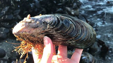 Low Tide Coastal Foraging Crabs Mussels Snails Starfishes