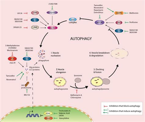 Autophagy Inducers Cell Culture Tested Invivogen