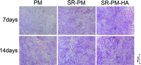 Alp Activity In Mc T E Cells Cultured For And Days In Osteogenic