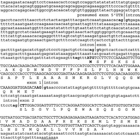 Nucleotide Sequence Of The FTIP39 Gene The Putative Mature MRNA