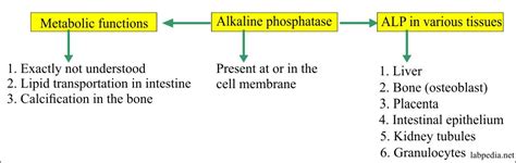 Alkaline Phosphatase Level Alp