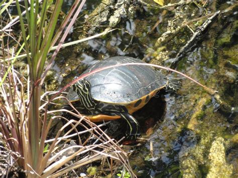 Tortue Sauvage Marais La Floride Photo Stock Image