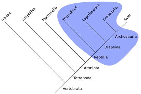 Cladistics New World Encyclopedia