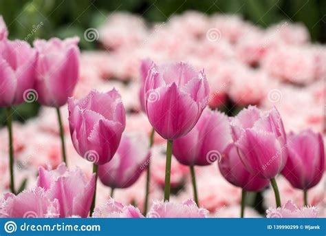 Flores Cor De Rosa Das Tulipas Que Florescem Em Um Jardim Imagem De