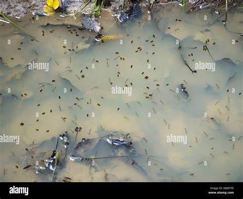 Mosquito Larvae In Pond